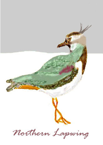 A drawing of a Northern Lapwing in the snow against a gray sky
