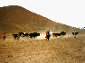 A herd of cows without a blade of grass in sight.