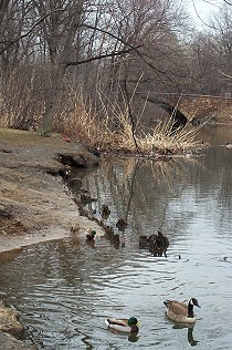 Remains of Muddy River Boat Dock