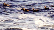 harlequin ducks off Andrew's Point