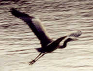 great blue heron at Bullough's pond