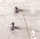 hooded mergansers at Bullough's pond