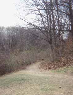 Trail in Edmands Park