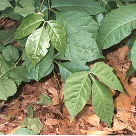 scientific name rhus radicans