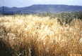 Grain field