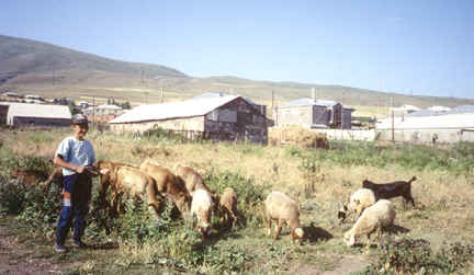 Kid tending cows, sheep, and a goat