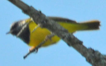 Oporornis philadelphia
