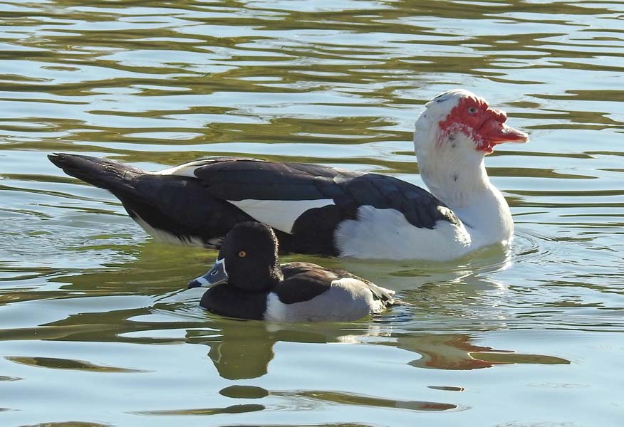 feral domestic muscovy ducks are in many parks in greater Phoenix