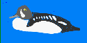 Drawing of a black & white Barrows Goldeneye (duck) on a sea-blue background.