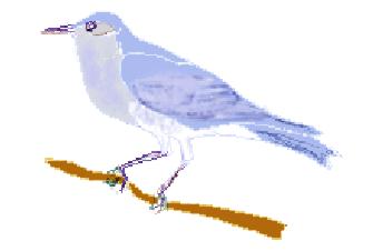 drawing of a Mountain Bluebird