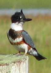 Female belted kingfisher photographed outside James d'Entremont's boat shop 
in Pubnico, Nova Scotia