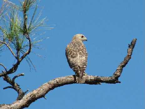 red-shouldered hawk in a pine tree
