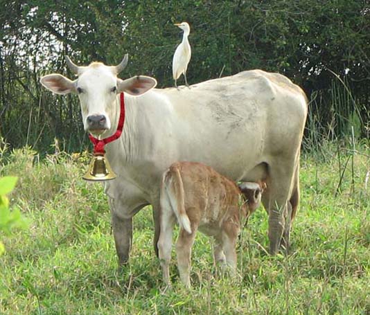 Cow with nursing calf and a cattle egret upon its back.  A red ribbon with a gold bell 
has been photoshopped around its neck to make it festive