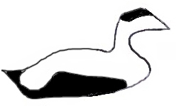 simple drawing of a swimming male eider
