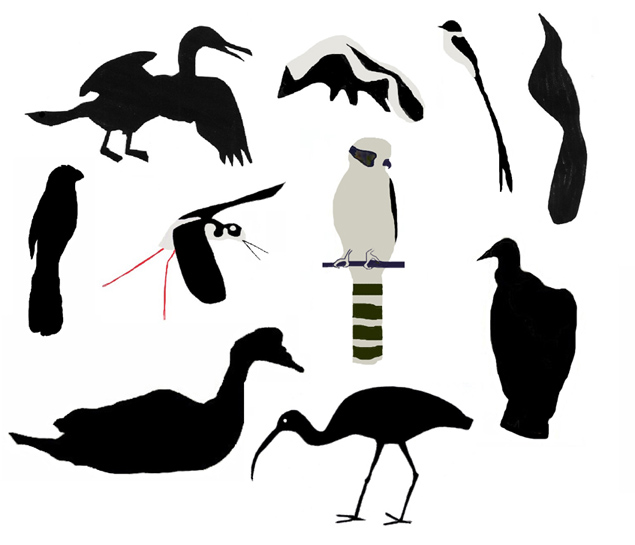 The skunk, fork-tailed flycatcher, laughing falcon, and black-necked 
stilt are done in off-white and black. The groove-billed ani, black vulture, 
Muscovy duck, great-tailed grackle, white-faced ibis and neotropic cormorant are all black