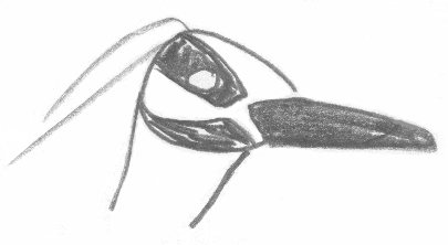drawing of the head of a yellow-crowned night-heron