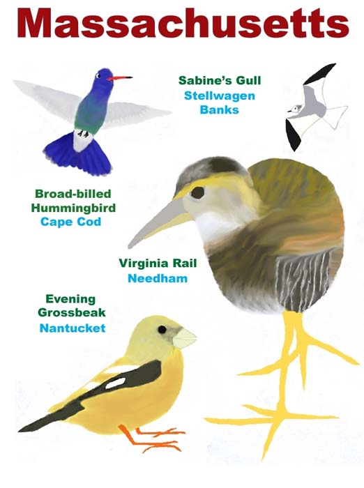 Drawing of memorable bird species we saw in MA. Virginia Rail (Needham), 
broad-billed hummingbird Cape Cod), 
Evening Grosbeak (Nantucket), and Sabine's Gull (Stellagen Banks)