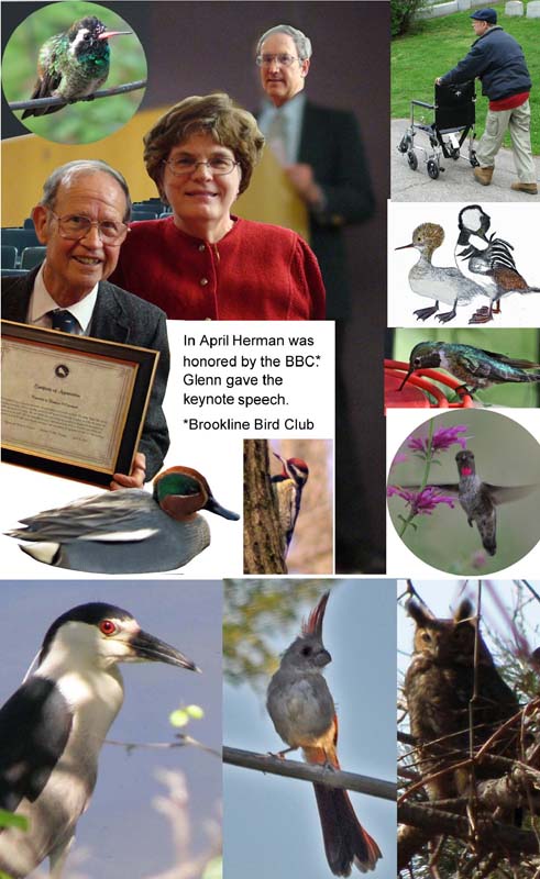 Photos from 2010. Glenn, Eva and Herman April 16 when Herman was honored by the Brookline Bird Club. Glenn gave the keynote speech. Plus 3 species of hummingbirds, Green-winged Teal, Yellow-bellied sapsucker, Black-crowned Night-heron, Great-horned Owl,Pyrrhuloxia, Herman pushing the transport chair that used to be Mrs. McGaffigan's, and finally, the only drawing among all these photos, a Hooded Merganser pair.