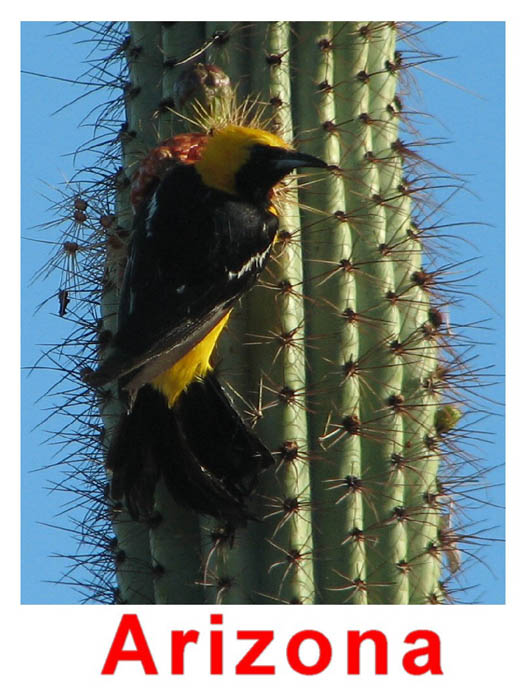Photo of a hooded oriole on a cactus.