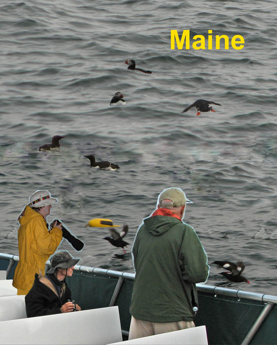 Photo montage of Eva, Herman and Oakes in a boat wit three species of alcids in the water. Eva is wearing a yellow raincoat. The word 'Maine' appears in yellow lettering against the gray water