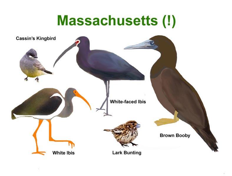 Drawings of 6 species we saw in MA in 2011 that are not normally here, so the word Massachusetts is followed by (!). The 6 are Cassin's Kingbird, White-faced Ibis, Brown Booby, Lark Bunting, and (immature) White Ibis