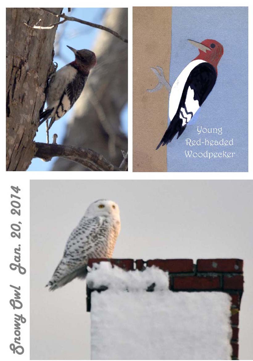 Top: immature woodpecker photo and immature woodpecker collage side-by-side, both in profile.