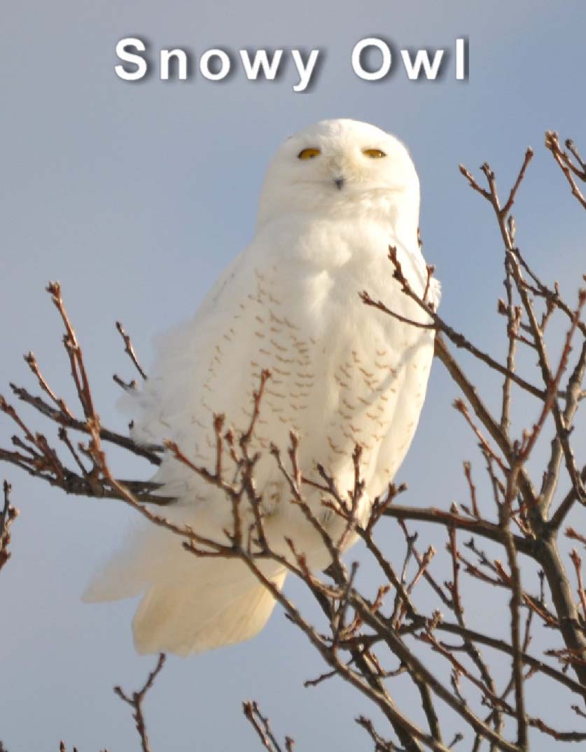 A snowy owl in a leafless tree against a pale blue sky full frontal