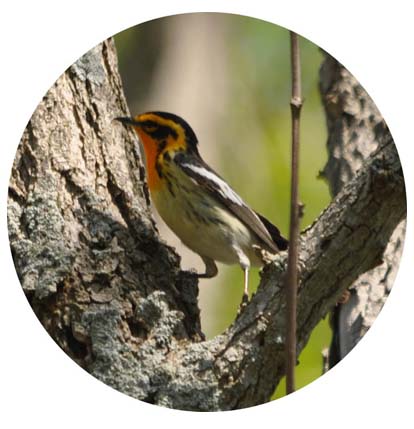 blackburnian warbler on a tree trunk, circularly cropped
