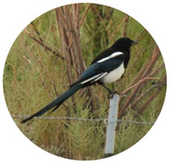 magpie standing on a post, in profile, circularly cropped