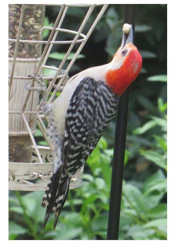 Red-bellied Woodpecker at Harold and Irene's feeder.