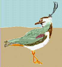 drawing of a Northern lapwing