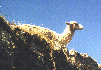 [Snapshot of a llama]