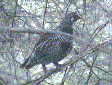digital picture of a spruce grouse in a tree
