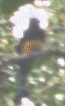 Blurry frontal snapshot of a yellow-bellied bird perched upright.