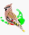 Color sketch of a Bohemian waxwing superimposed on the map of Nantucket.