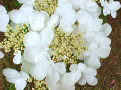 dogwood