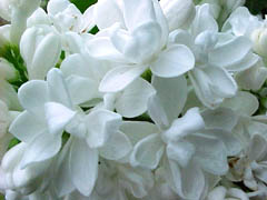 white lilacs