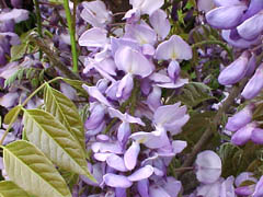 wisteria