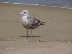 herring gull