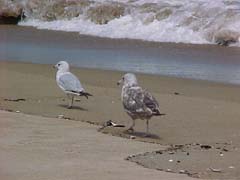 herring gull and ring billed gull