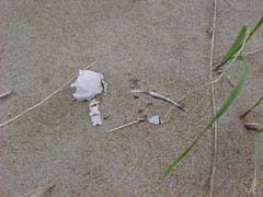 the gull skull