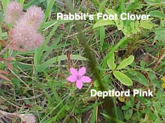 rabbit's foot clover and deptford pink