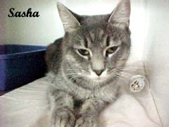 sasha