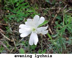 evening lynchis