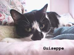 guiseppe