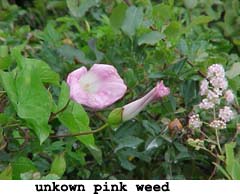 mystery pink weed