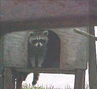 raccoon in raccoon house