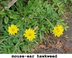 yellow weed