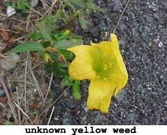 another yellow weed