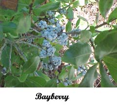 bayberry